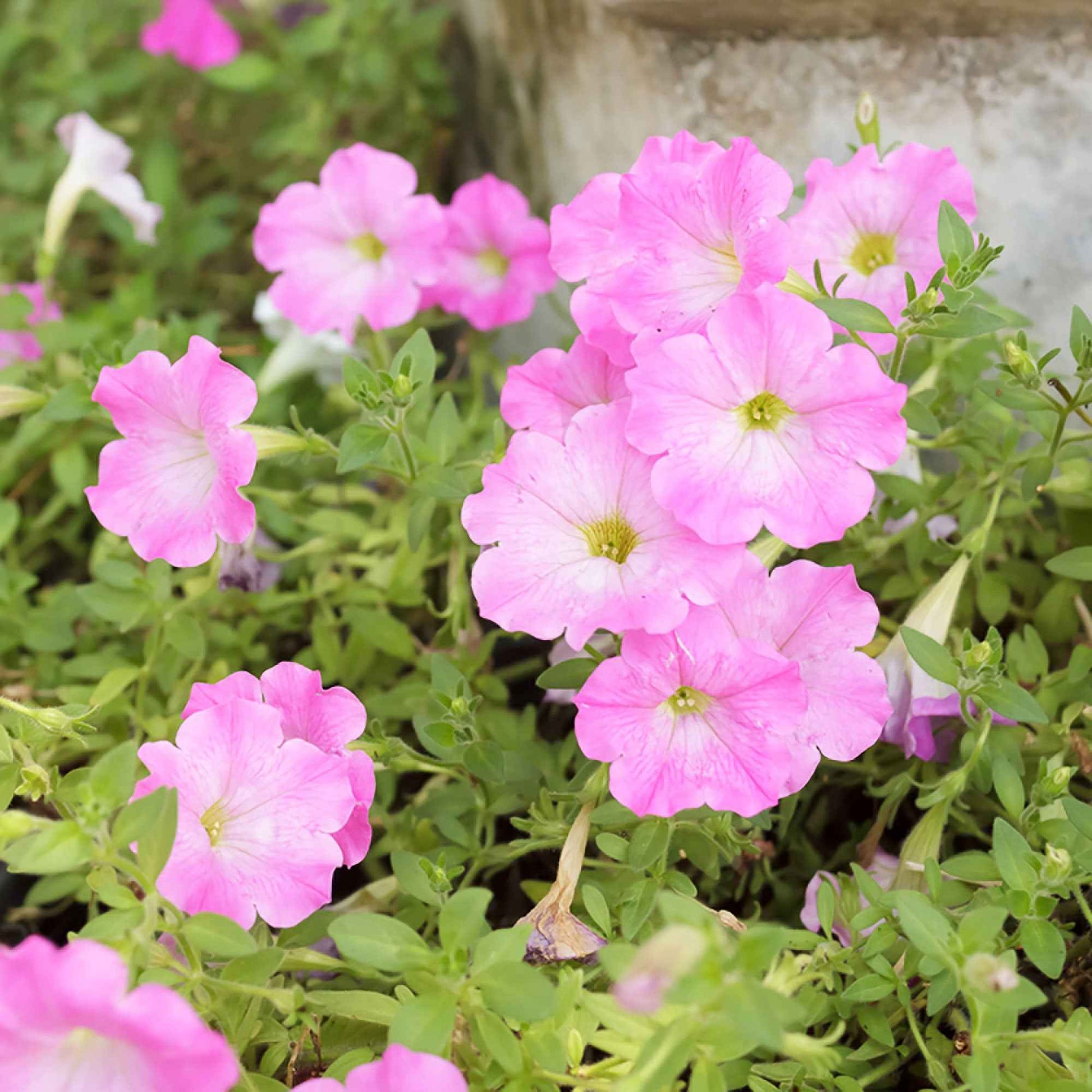 3x Petunia 'Soft Pink' Rose - Fleurs d'été