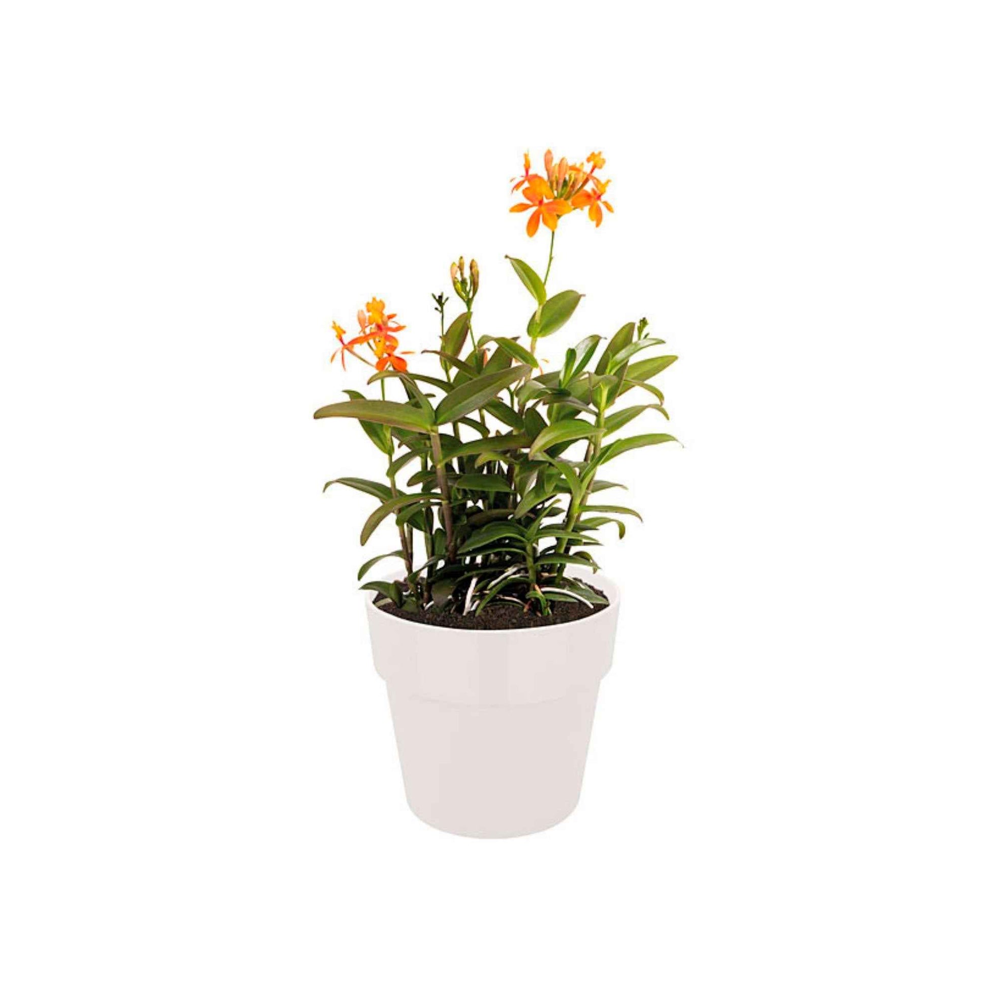 Elho pot de fleurs b.for original rond blanc - Pot pour l'intérieur - Pots de fleurs