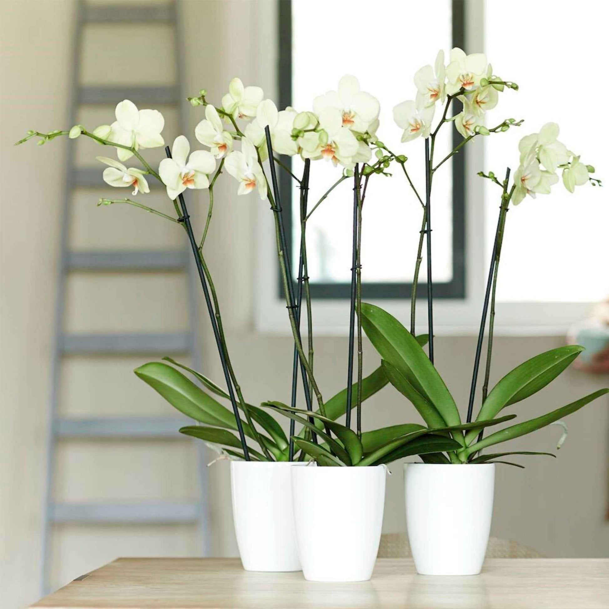 Elho pot de fleurs haut Brussels orchid rond blanc - Pot pour l'intérieur - Marques