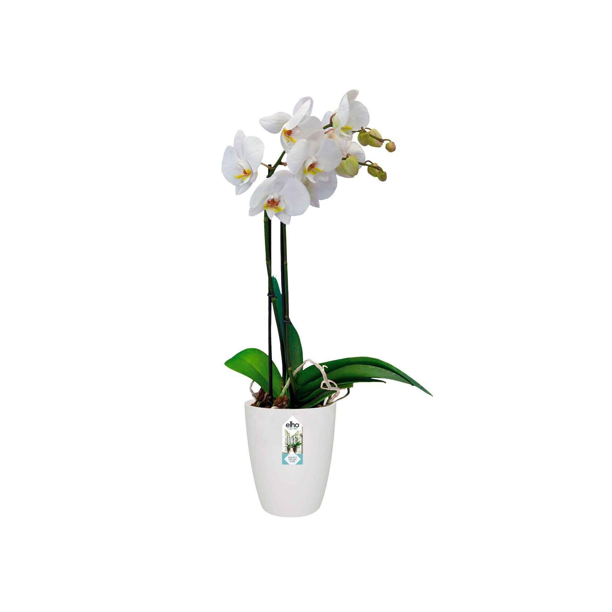Elho pot de fleurs haut Brussels orchid rond blanc - Pot pour l'intérieur - Pots de fleurs