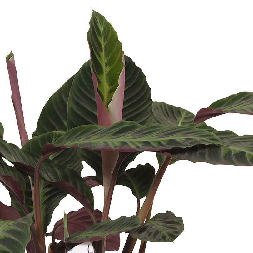 Calathea warcewiczii - Plantes d'intérieur