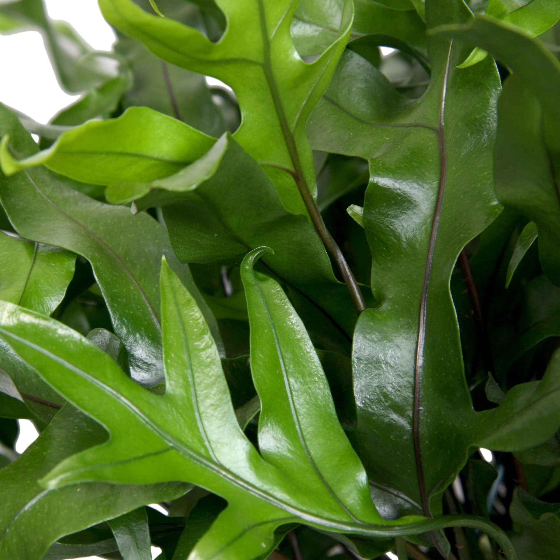 Fougère kangourou Microsorum diversifolium avec pot suspendu en plastique - Plantes d'intérieur