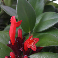 Plante rouge à lèvres Aeschynanthus 'Mona Lisa' Rouge-Orangé  - Plante suspendue - Plantes d'intérieur fleuries