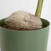 Cocotier Cocos nucifera avec panier en osier naturel - Plantes d'intérieur