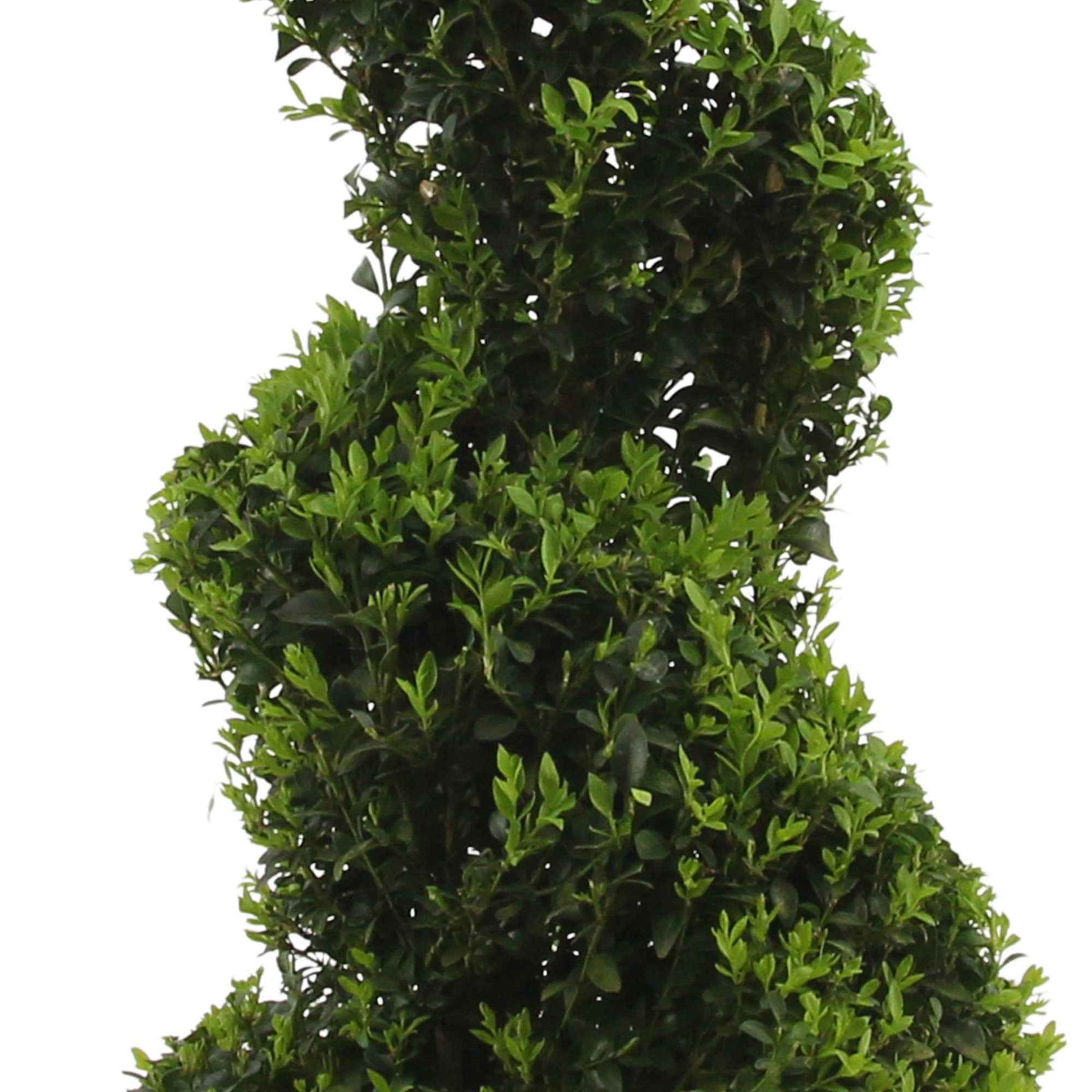 Buxus sempervirens forme de spirale - Arbustes