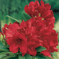 Rhododendron 'Red Jack' rouge sur tige - Arbustes
