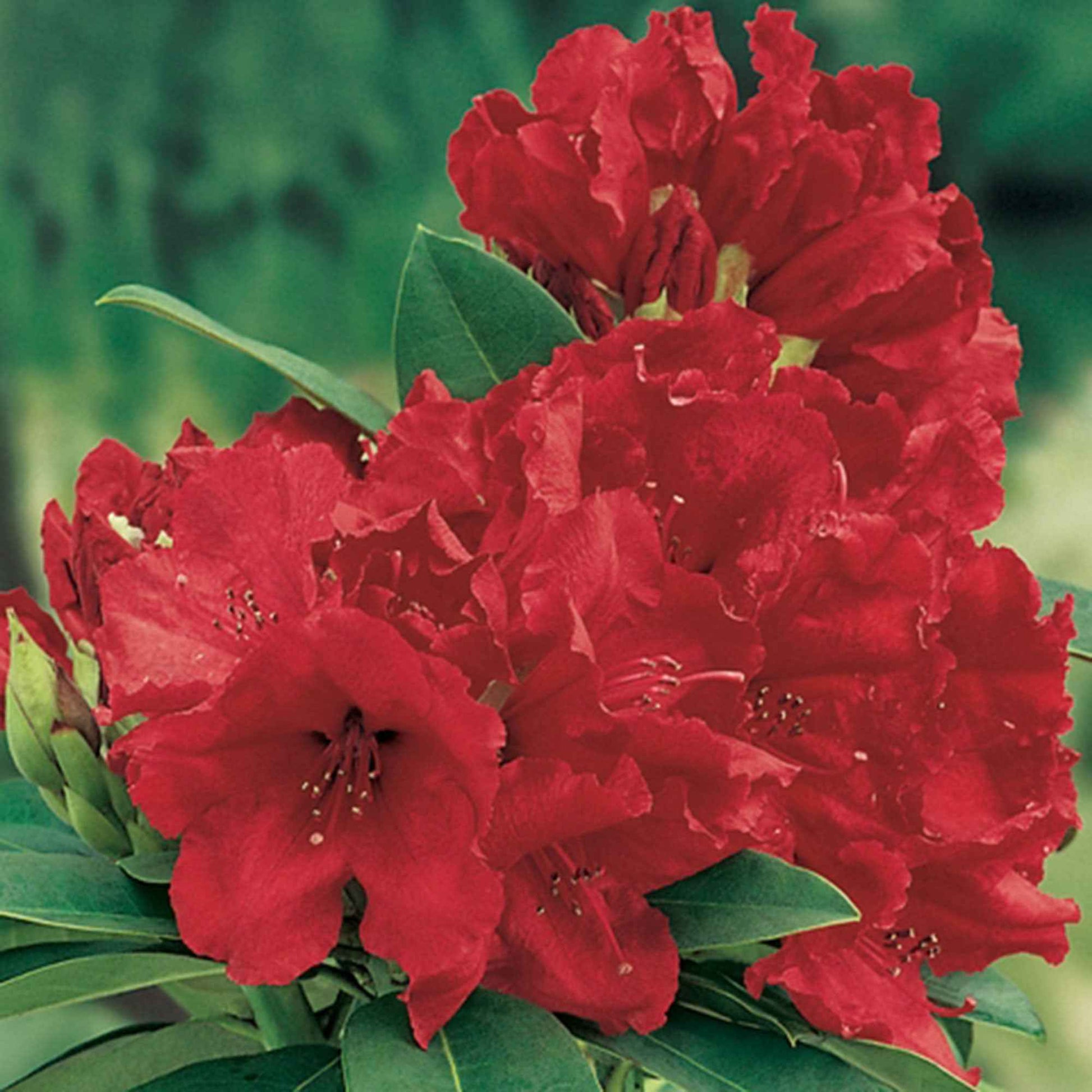 Rhododendron 'Red Jack' rouge sur tige - Arbustes de Balcon