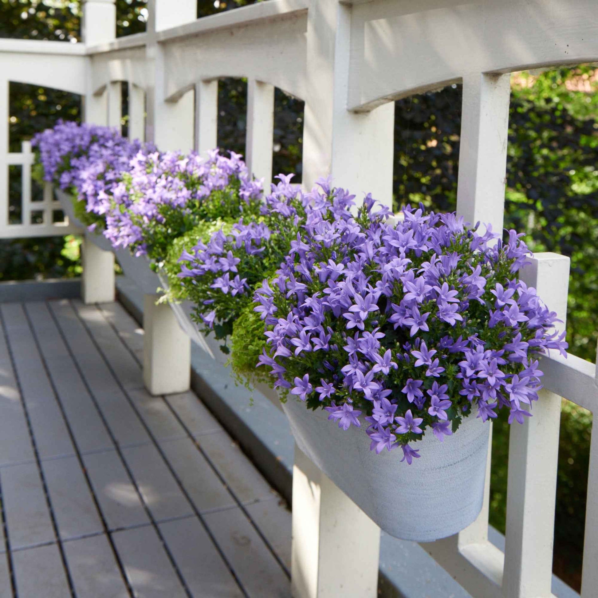 3x Campanule  'Intense Purple' Violet - Arbustes à papillons et plantes mellifères