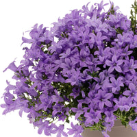 3x Campanule  'Intense Purple' Violet - Couvre-sols