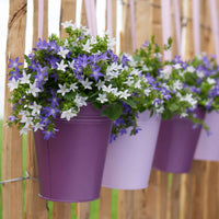 3x Campanule Violet-Blanc - Arbustes à papillons et plantes mellifères