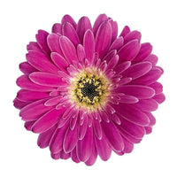 Gerbera 'Garvinea' Violet - Plantes de bordure
