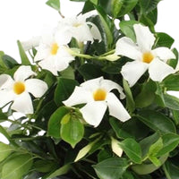 Jasmin du Chili Mandevilla blanc pot suspendu inclus - Fleurs d'été