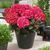 Hortensia paysan Hydrangea 'Red Angel' Rouge - Arbustes