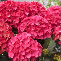 Hortensia paysan Hydrangea 'Red Angel' Rouge - Arbustes à fleurs