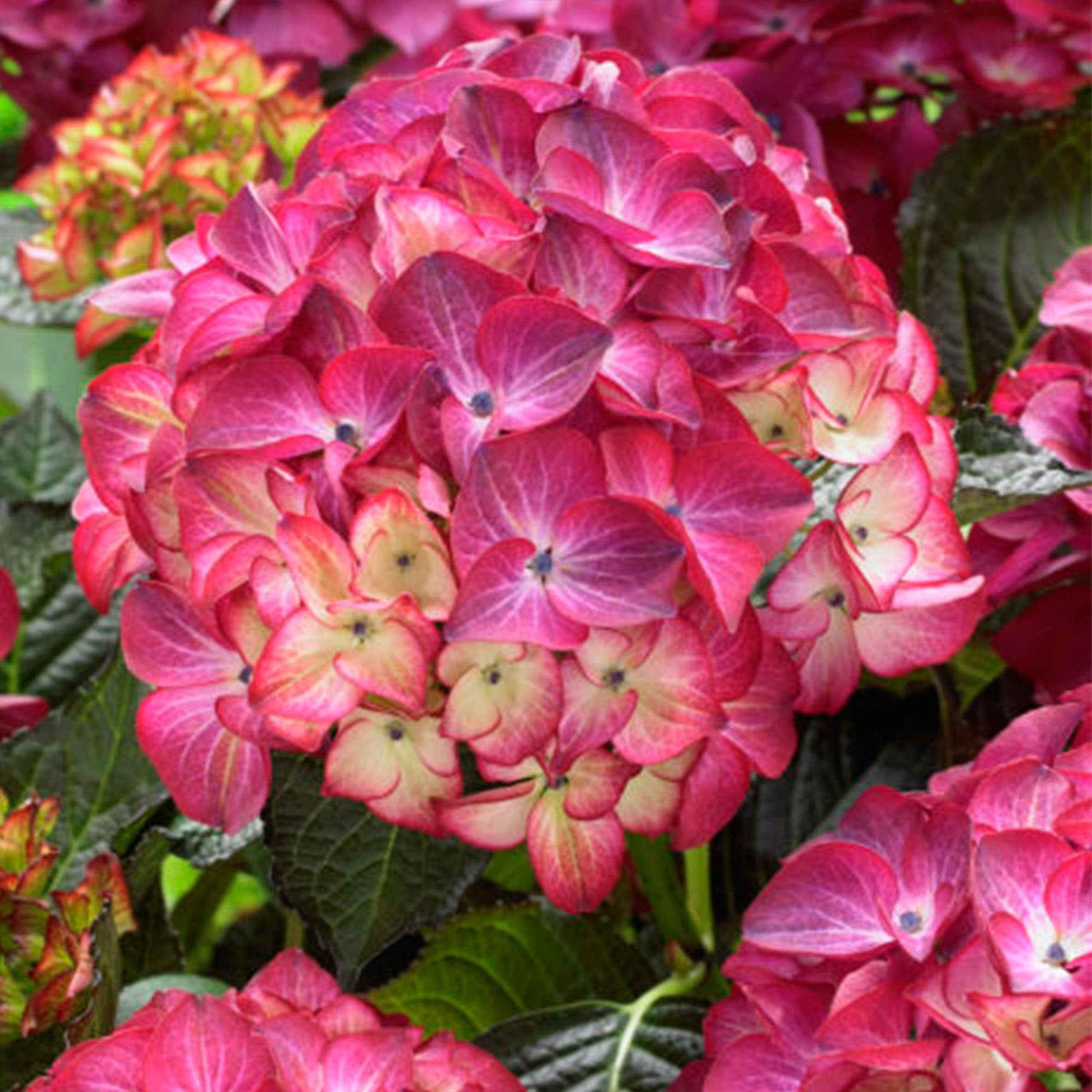 Hortensia paysan Hydrangea 'Dark Angel' Rouge - Arbustes à fleurs