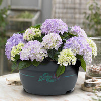 Hortensia paysan Hydrangea 'Table' Bleu - Arbustes fleuris