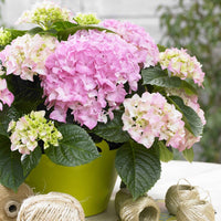 Hortensia paysan Hydrangea 'Table' Rose - Arbustes