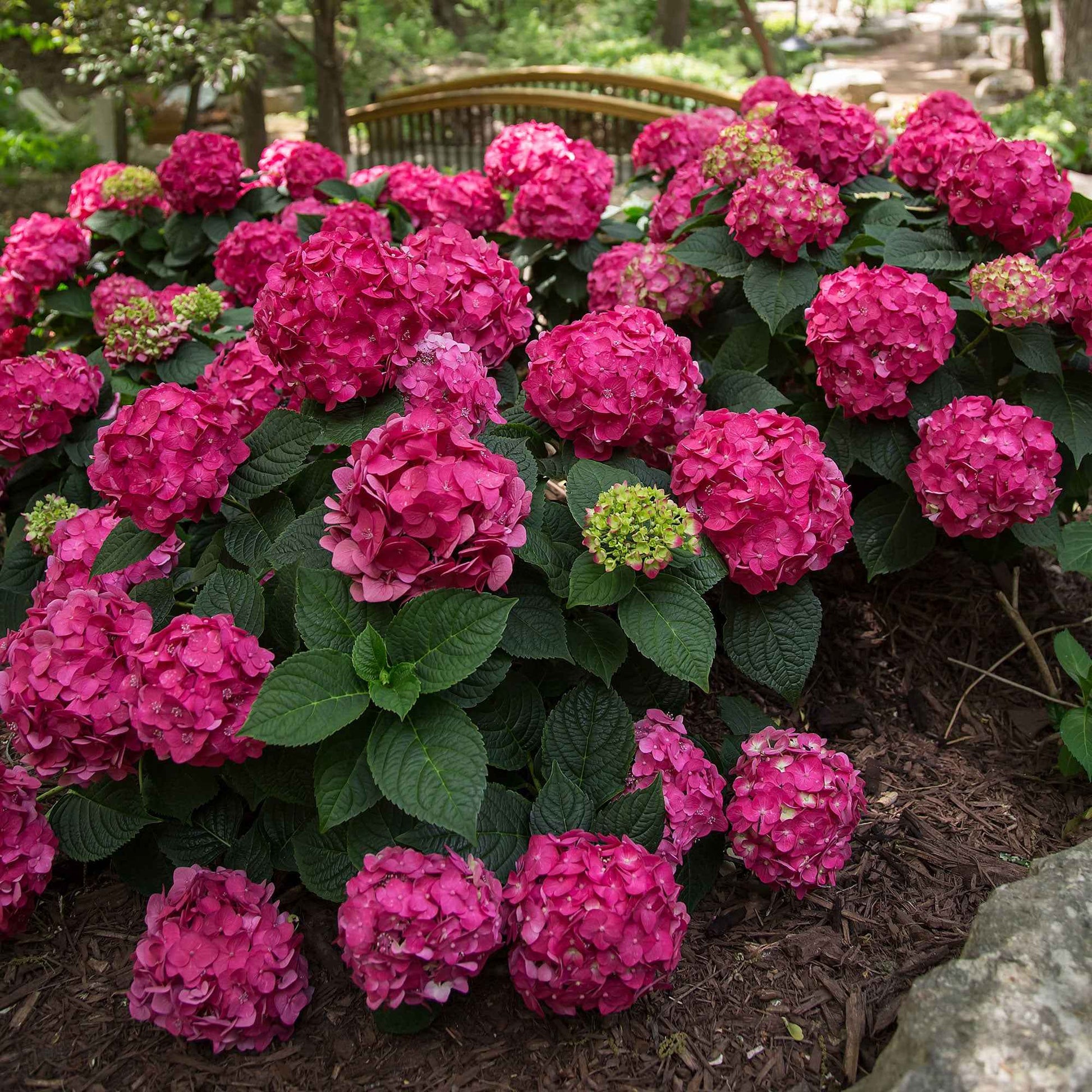 Hortensia paysan Hydrangea 'Summer Love' Rouge - Arbustes fleuris