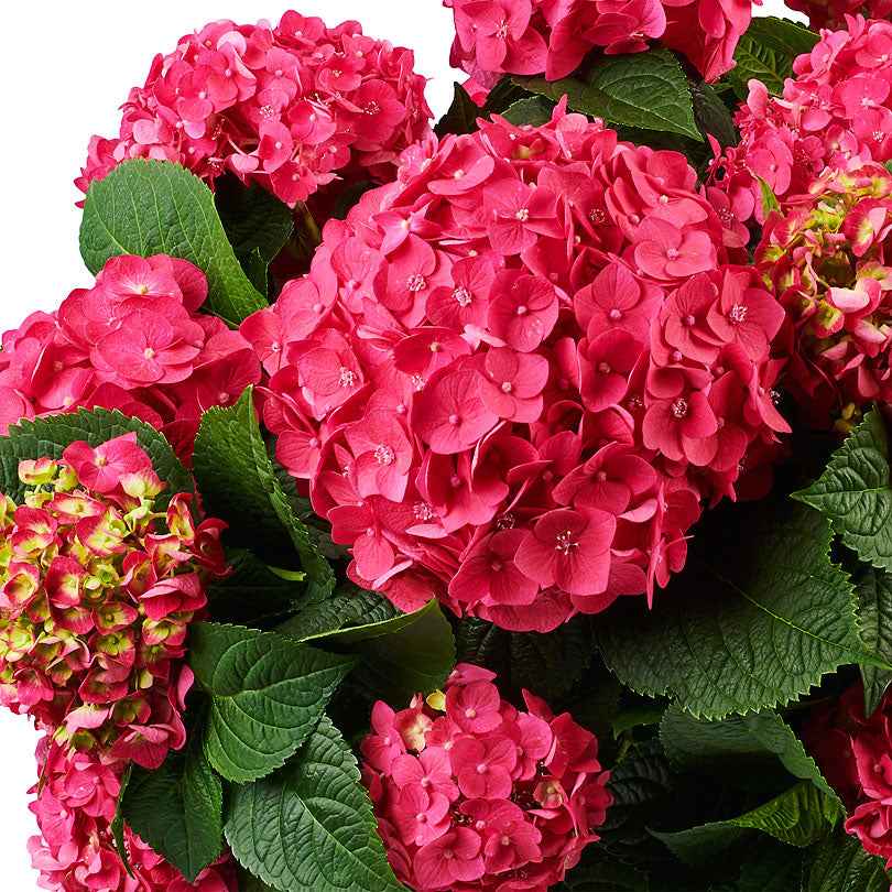 Hortensia paysan Hydrangea 'Summer Love' Rouge - Arbustes à fleurs