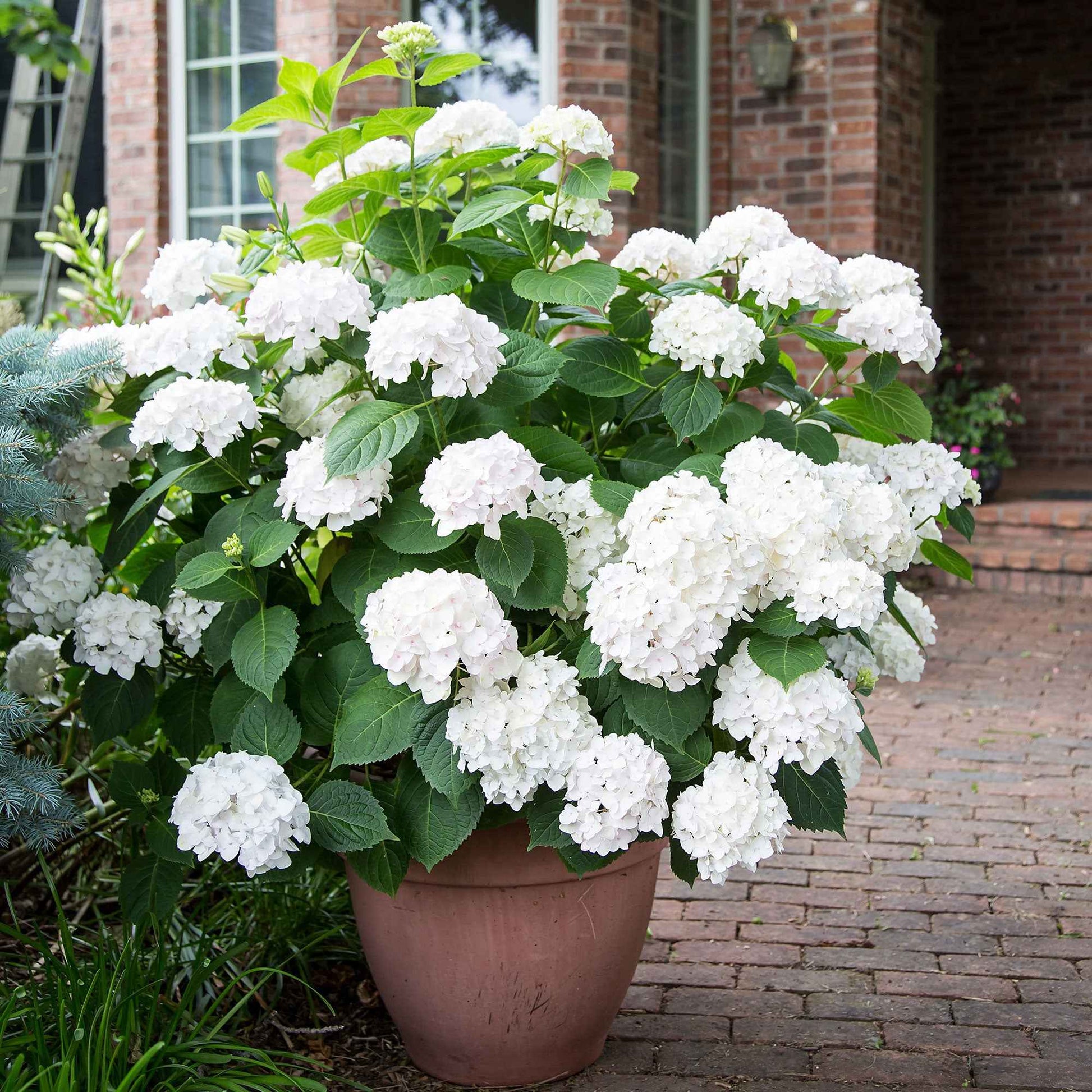 Hortensia paysan Hydrangea 'The Bride' Blanc - Arbustes fleuris