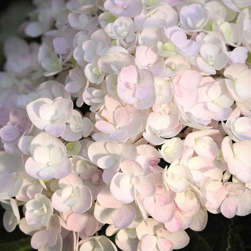 Hortensia paysan Hydrangea 'The Bride' Blanc - Arbustes à fleurs