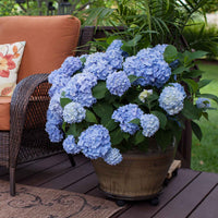 Hortensia paysan Hydrangea 'The Original Blue' Bleu - Espèces de plantes