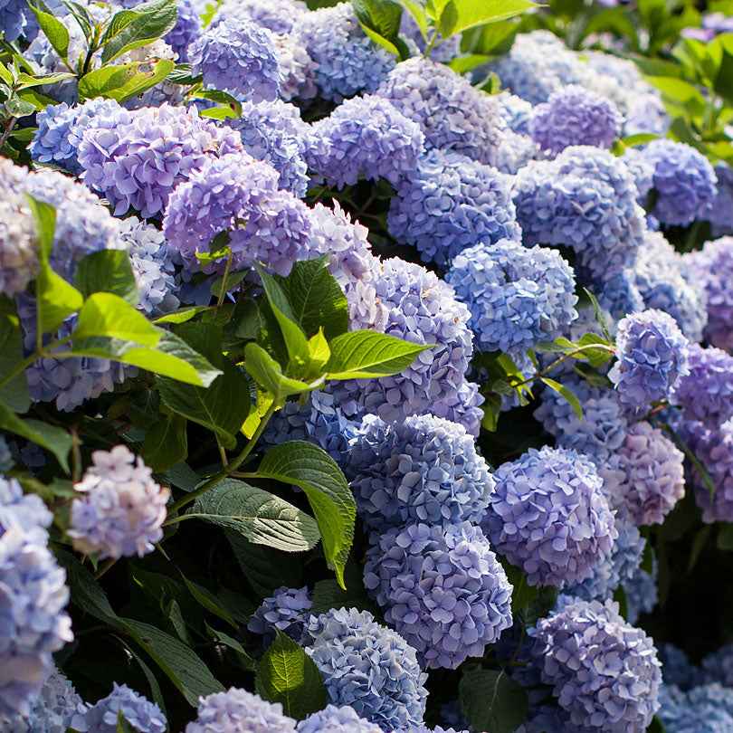 Hortensia paysan Hydrangea 'The Original Blue' Bleu - Plantes de jardin fleuris