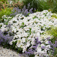Hortensia paysan Hydrangea 'Runaway Bride' Blanc - Arbustes