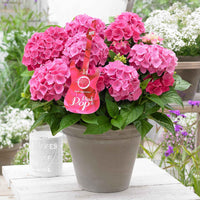Hortensia paysan Hydrangea 'Pink Pop' Rose - Arbustes fleuris