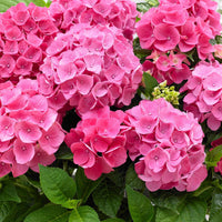 Hortensia paysan Hydrangea 'Pink Pop' Rose - Arbustes à fleurs