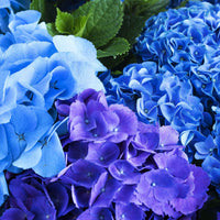 'Three Sisters Blue' - Arbustes à fleurs