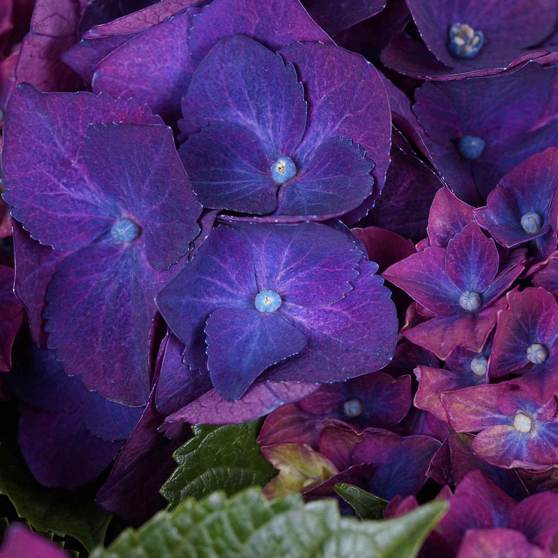 Hortensia paysan 'Three Sisters Purple' Violet - Arbustes