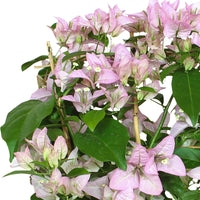 Bougainvillea spectabilis 'Rijnstar Lilac' violet avec support - Caractéristiques des plantes