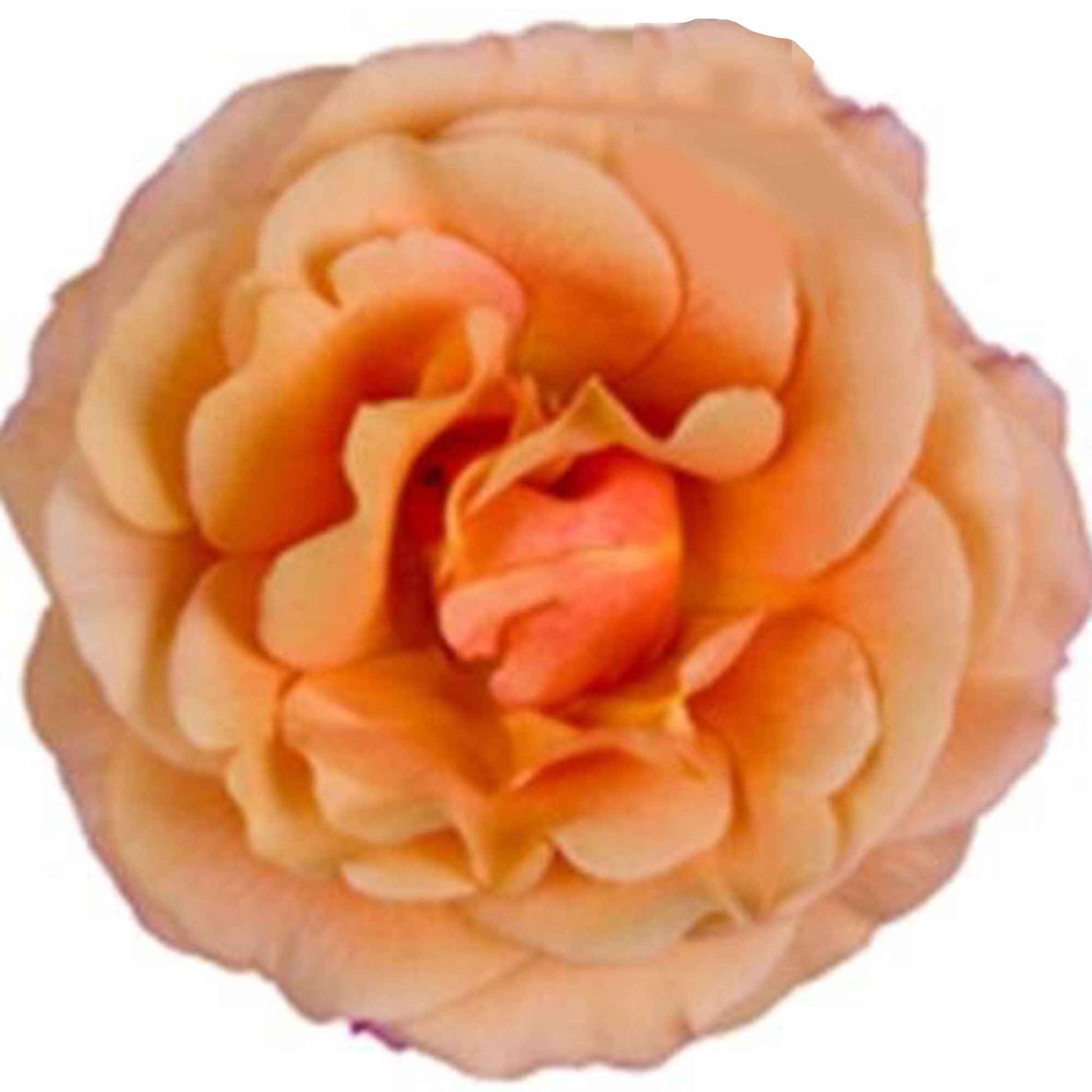 Grande rose d'intérieur Rose d'intérieur Rosa grandiflora Jaune - Plantes d'intérieur