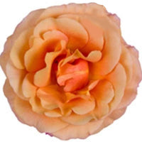 Grande rose d'intérieur Rose d'intérieur Rosa grandiflora Jaune - Plantes d'intérieur : les tendances actuelles