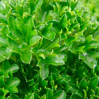 Persil frisé Petroselium crispum - Biologique - Plants d'herbes aromatiques