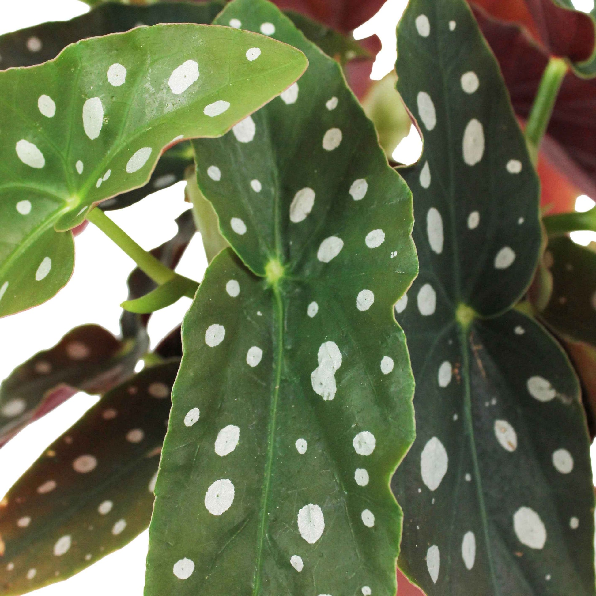 Bégonia à pois Tamaya - Plantes d'intérieur