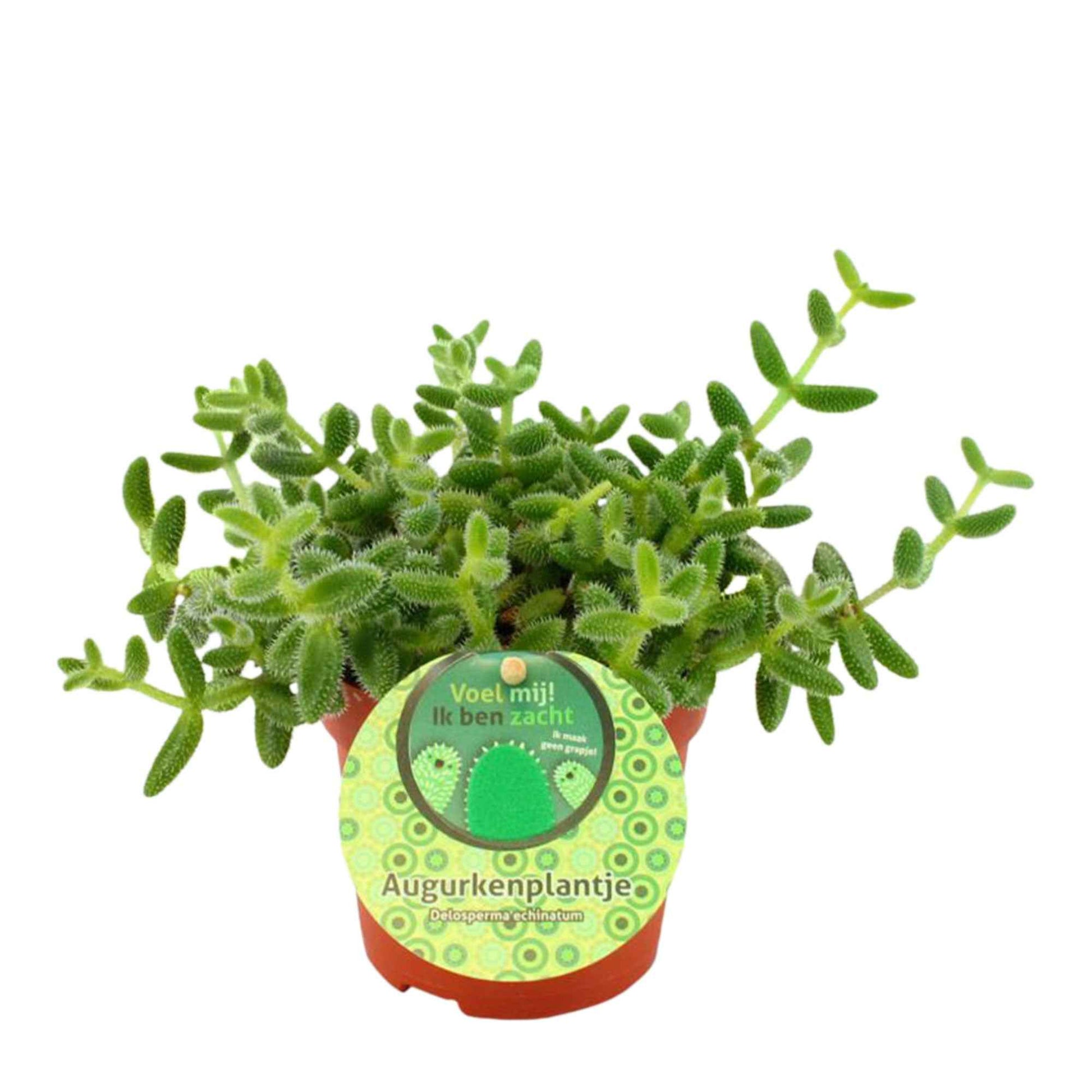 Plante d'Augde Delosperma echinatum - Petites plantes d'intérieur