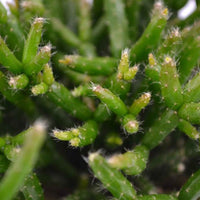 Cactus-gui Rhipsalis burchelli vert - Petites plantes d'intérieur