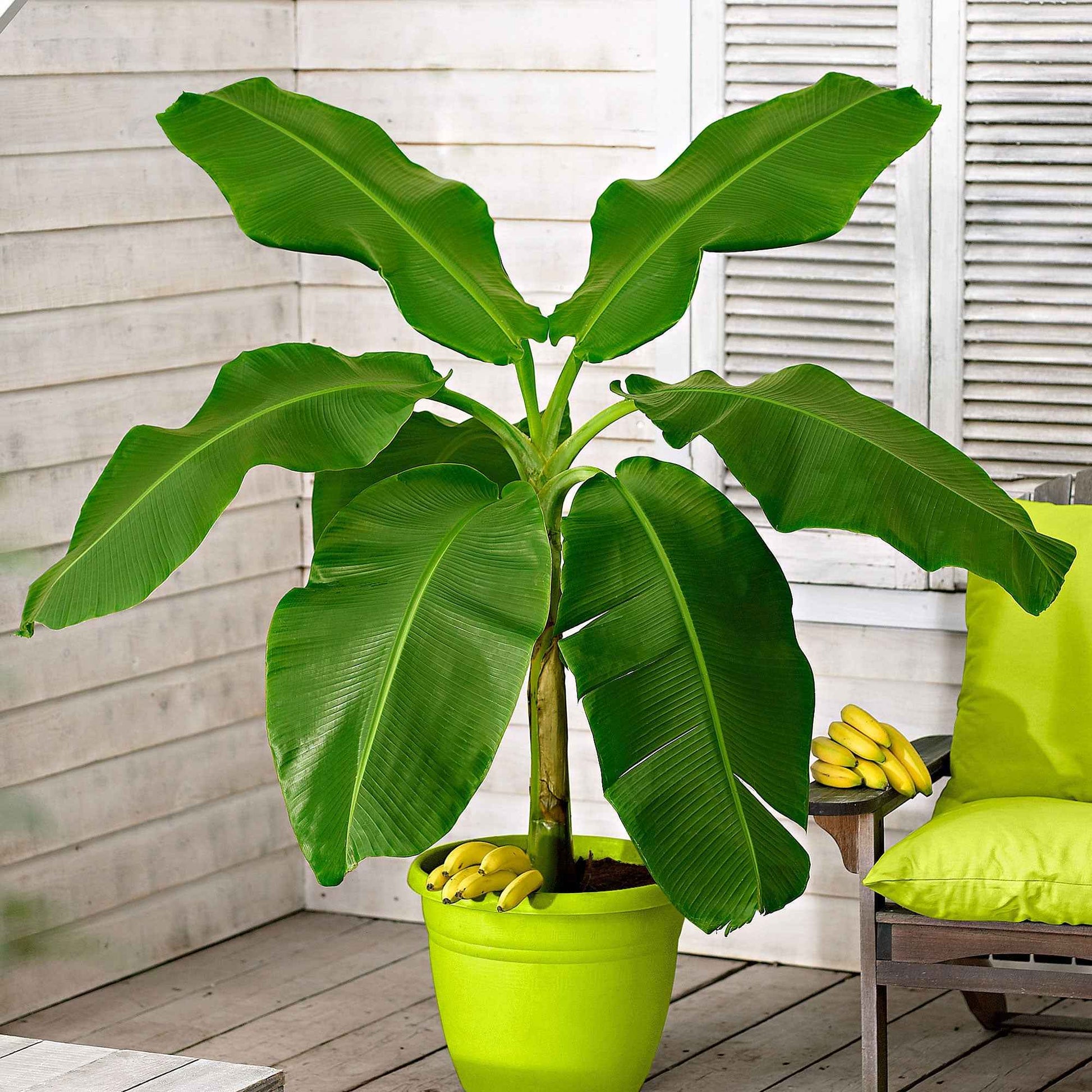Bananier Musa 'Cavendish' - Grandes plantes d'intérieur