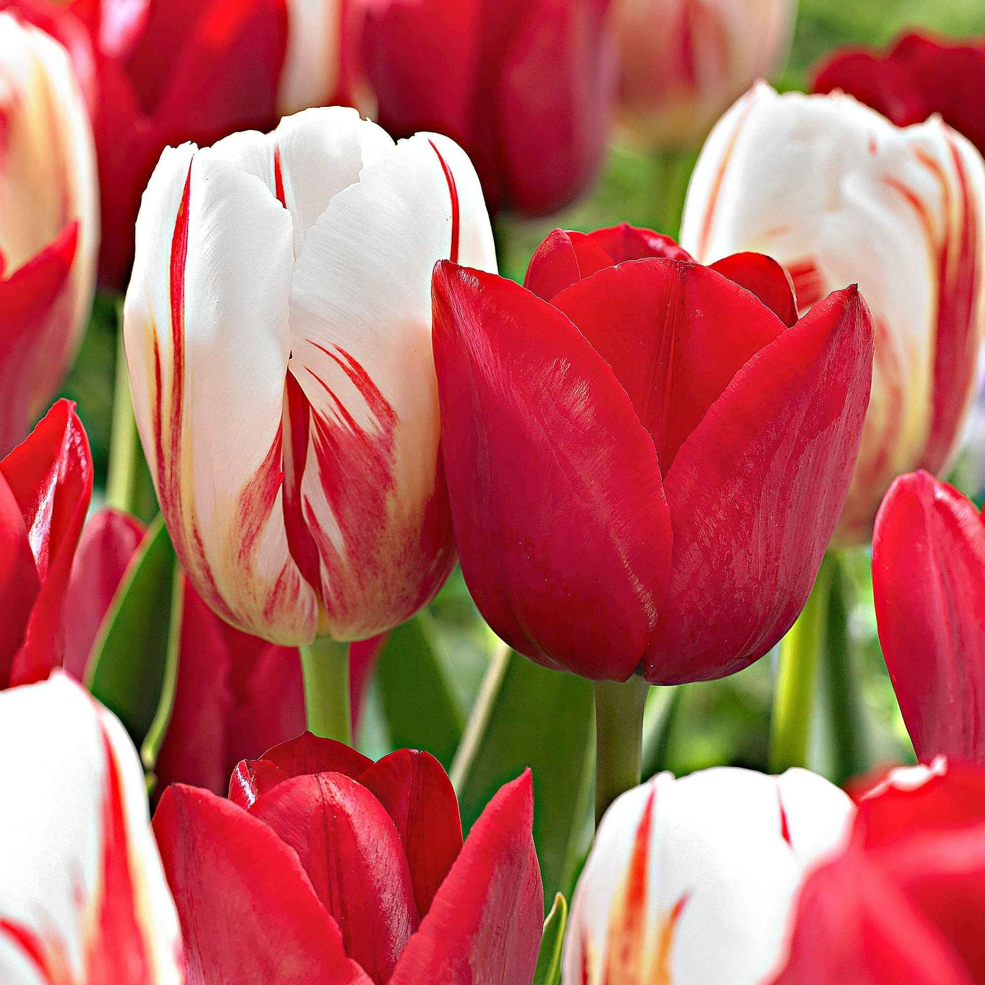 20x Tulipes en mélange - Bulbes de fleurs populaires
