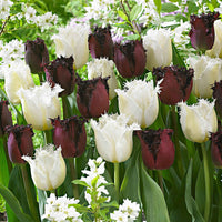15x Tulipe frangée - Bulbes de fleurs populaires