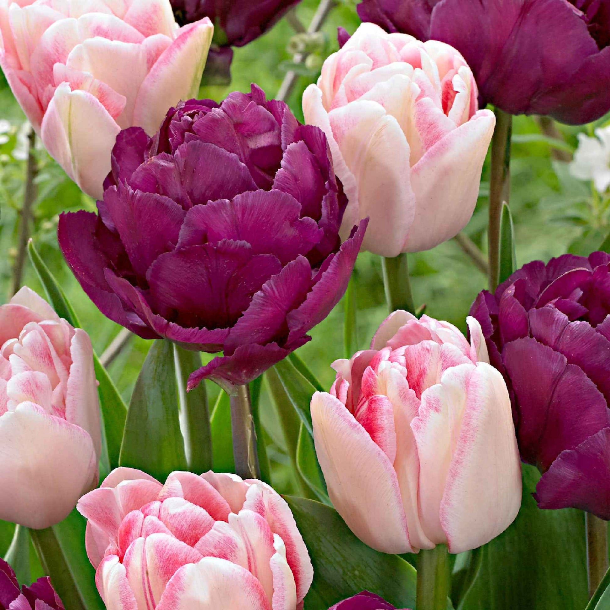 20x Tulipes doubles - Bulbes de fleurs populaires