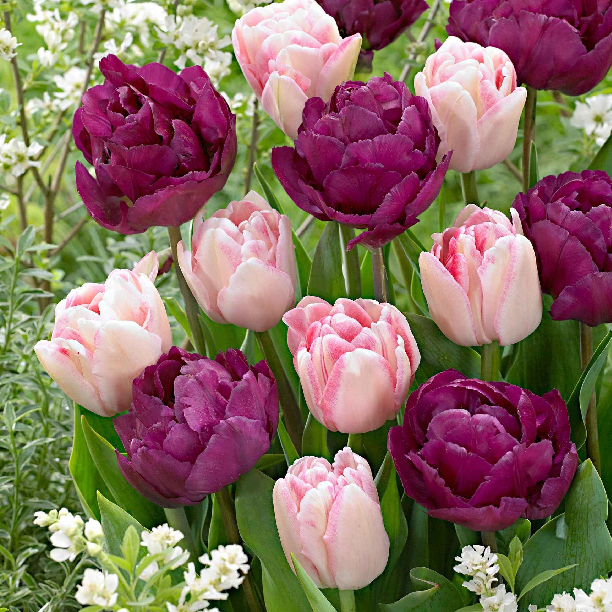 20x Tulipes doubles - Bulbes de printemps