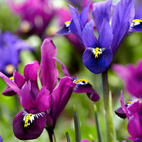 30x Iris miniature - Mélange 'Purple Rain' violet - Arbustes à papillons et plantes mellifères
