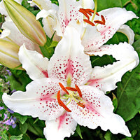 5x Lys Lilium 'Muscadet' blanc-rose - Bulbes de fleurs populaires
