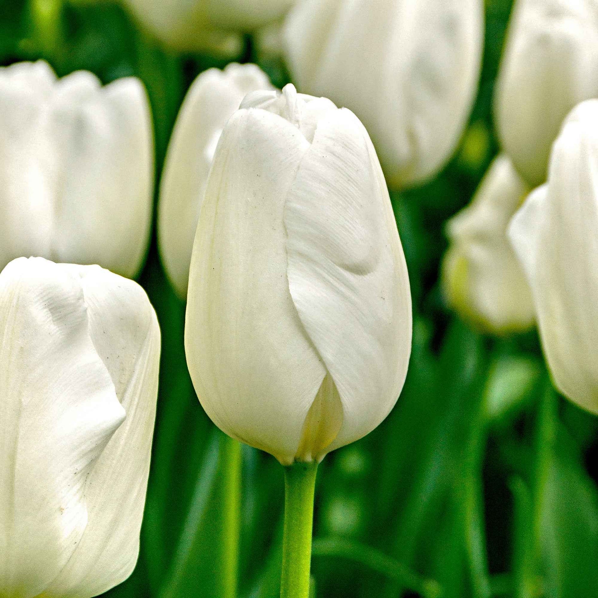 20x Tulipes Tulipa 'Hakuun' blanc - Bulbes à fleurs