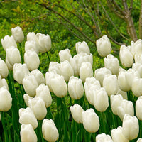 20x Tulipes Tulipa 'Hakuun' blanc - Bulbes de printemps