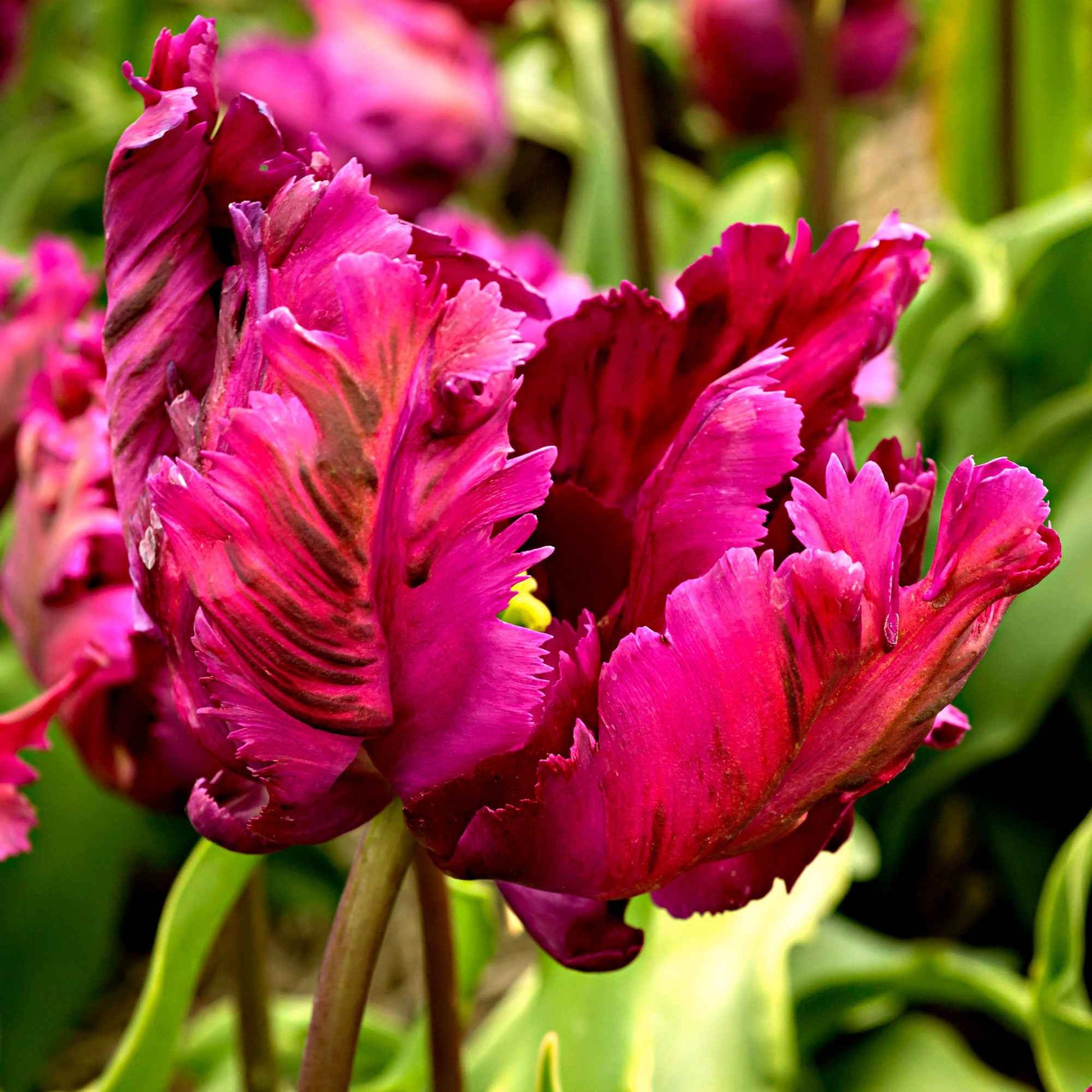 20x Tulipes Tulipa 'Negrita Parrot' violet - Tous les bulbes de fleurs