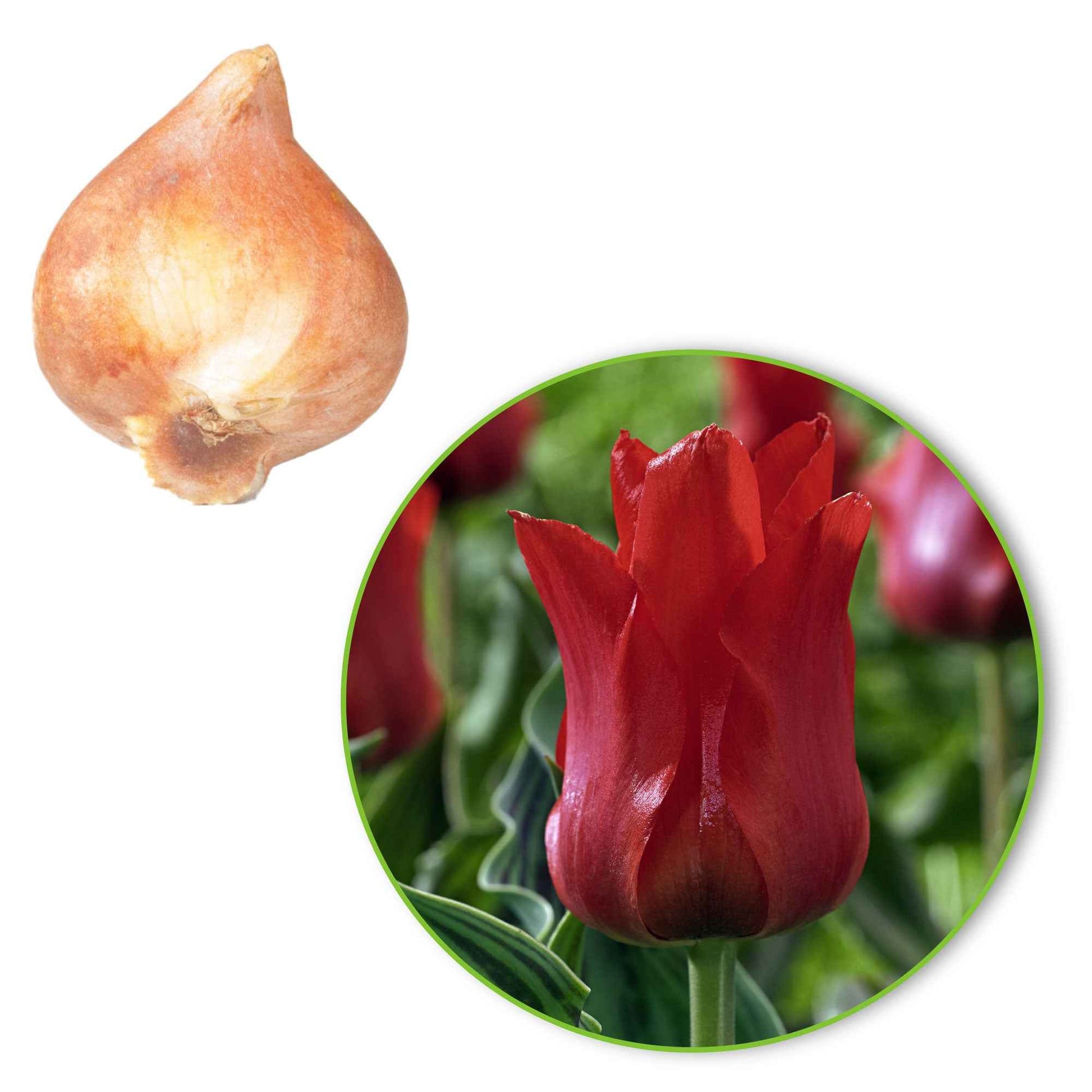 20x Tulipes Tulipa 'Oriental Beauty' rouge - Bulbes de fleurs pour la terrasse et le balcon
